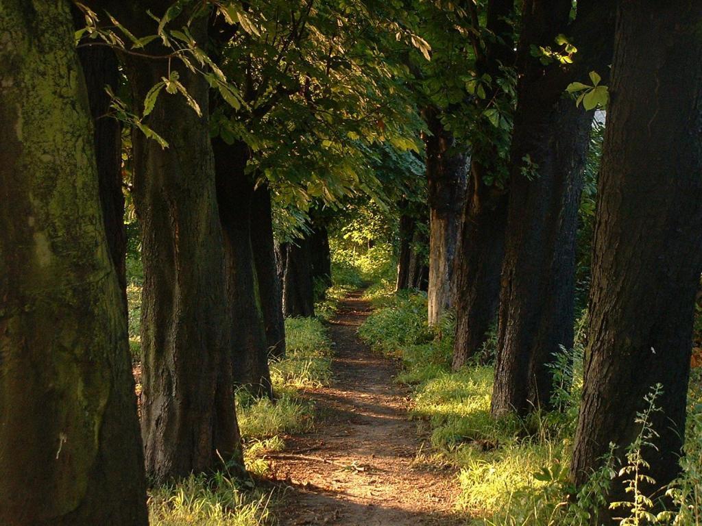 Zur Rheinschanz Bad Honningen Exteriér fotografie